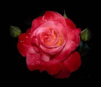La rose